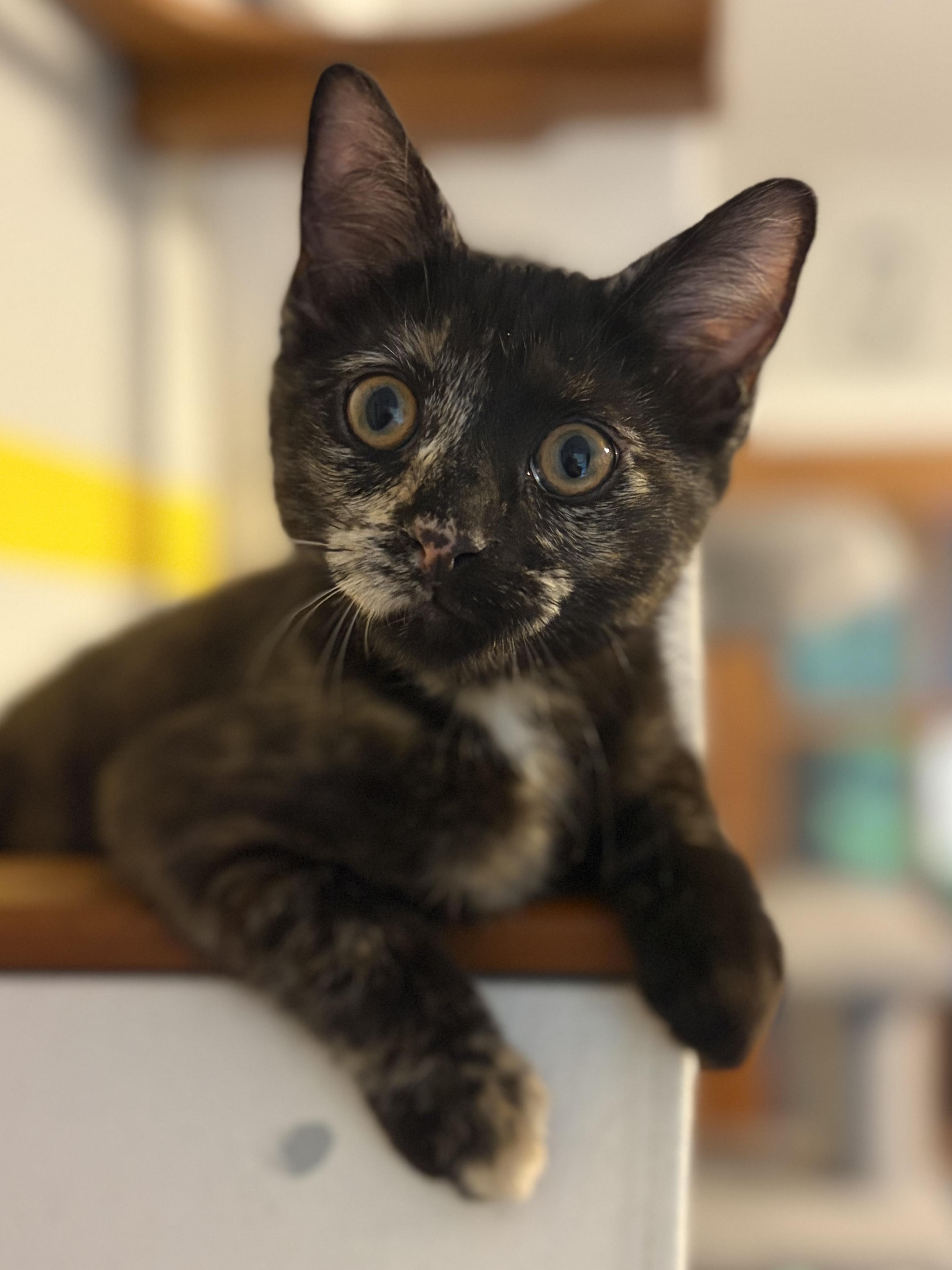 Tessa (totally sweet Torti), Adoptable, Kitten Female Domestic Short Hair.