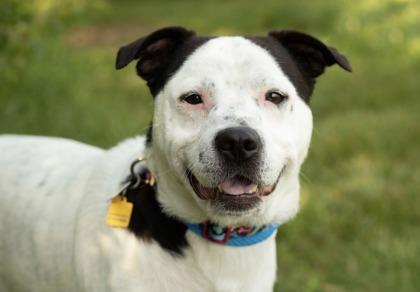 Dallas, a ADOPTABLE Mixed Breed in Hamilton, OH image 4/6