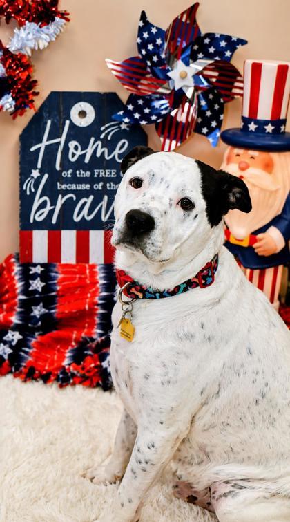 Dallas, a ADOPTABLE Mixed Breed in Hamilton, OH image 1/3