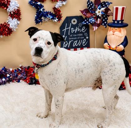 Dallas, a ADOPTABLE Mixed Breed in Hamilton, OH image 3/3