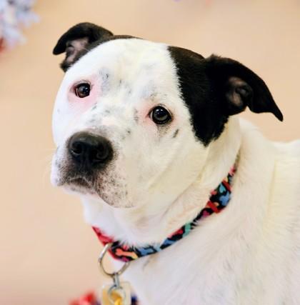 Dallas, a ADOPTABLE Mixed Breed in Hamilton, OH image 2/3