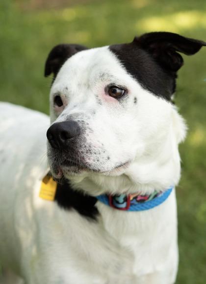Dallas, a ADOPTABLE Mixed Breed in Hamilton, OH image 1/6