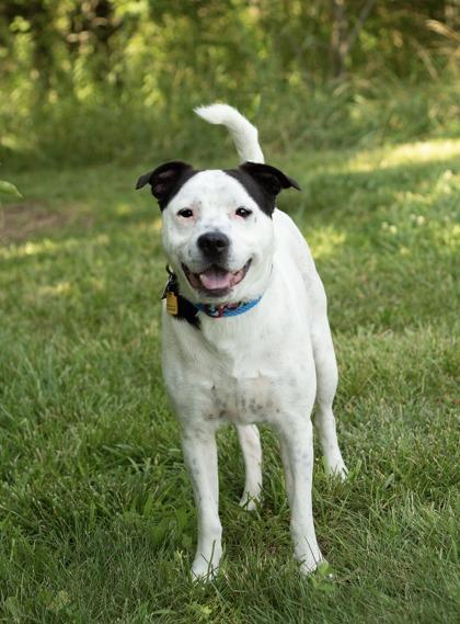 Dallas, a ADOPTABLE Mixed Breed in Hamilton, OH image 2/6