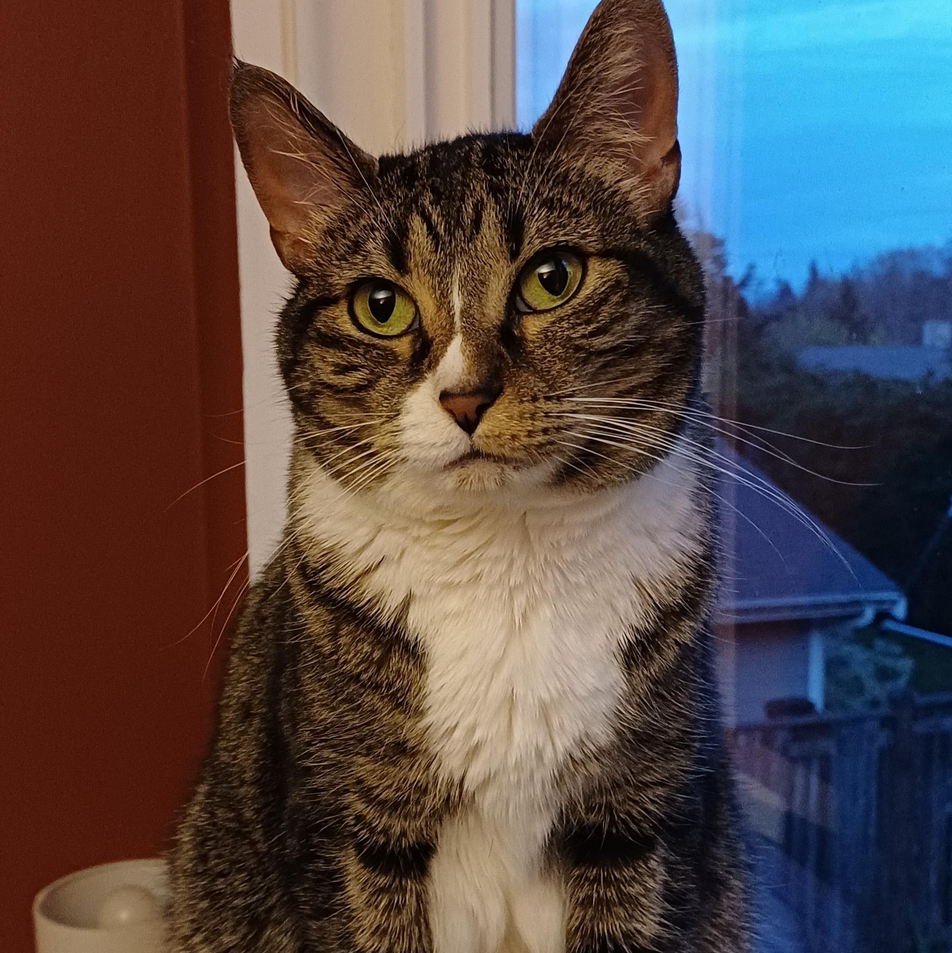 Mia, ADOPTABLE, Adult Female Domestic Short Hair.