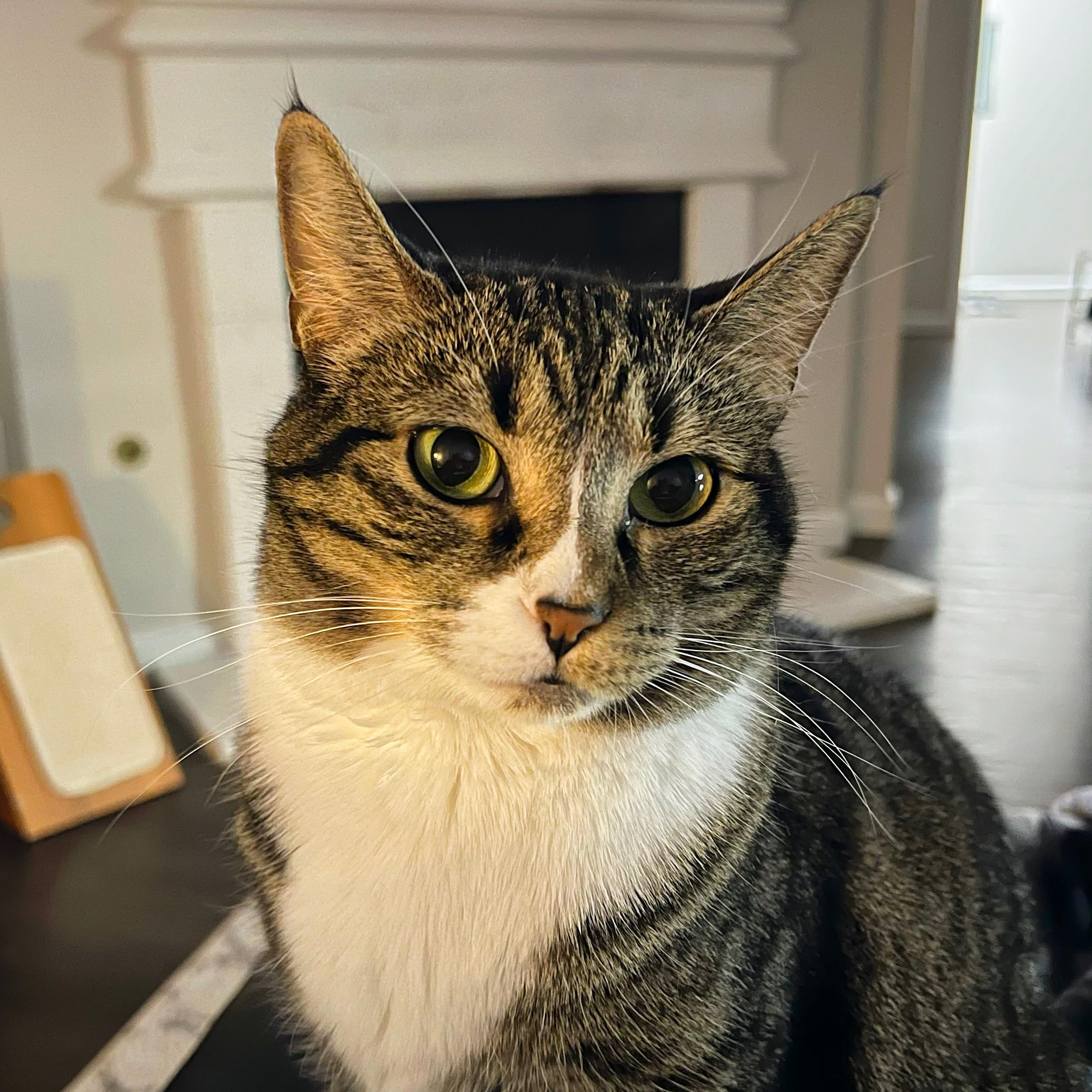 Enlarge Mia, a ADOPTABLE Domestic Short Hair in Renton , WA image 4/6