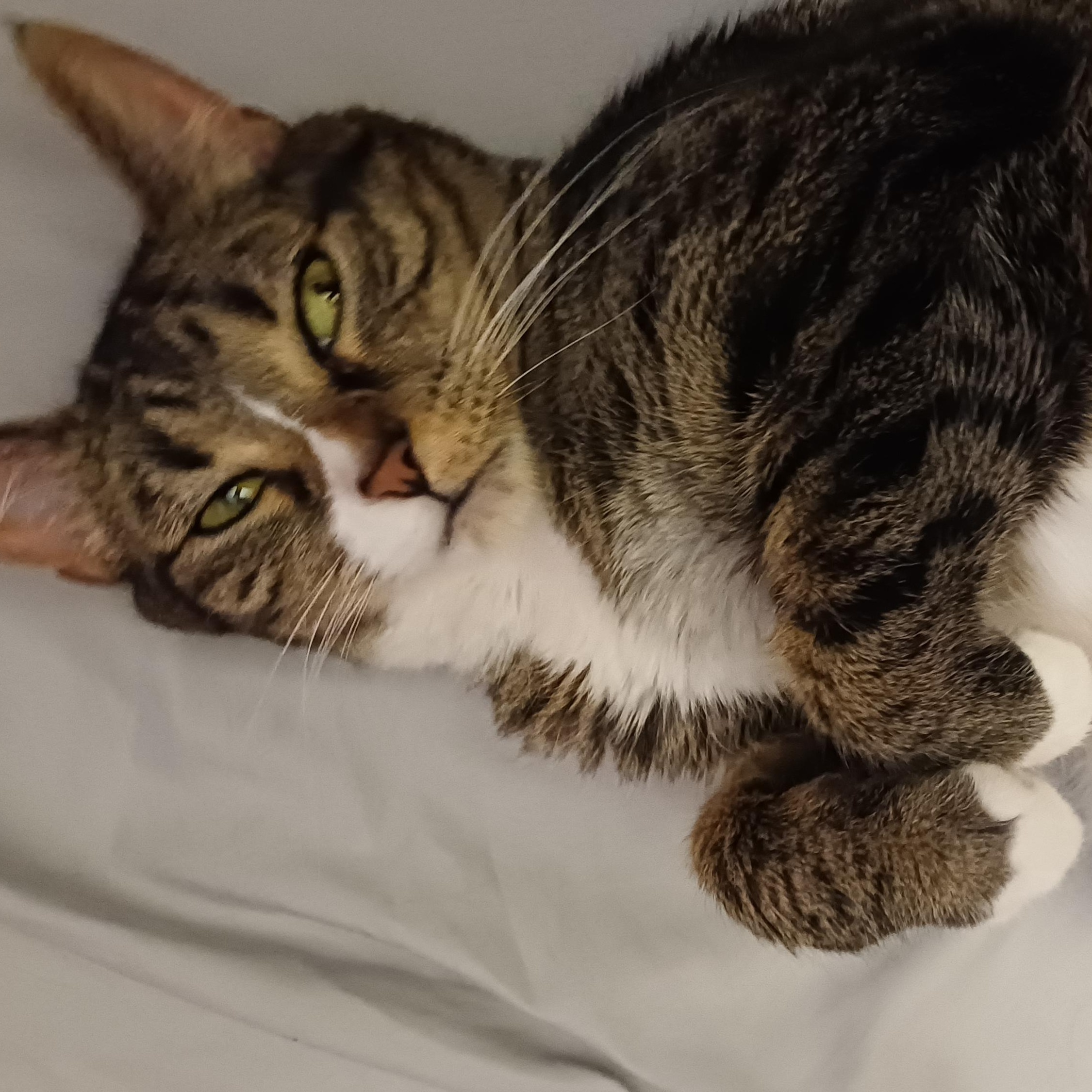 Enlarge Mia, a ADOPTABLE Domestic Short Hair in Renton , WA image 6/6