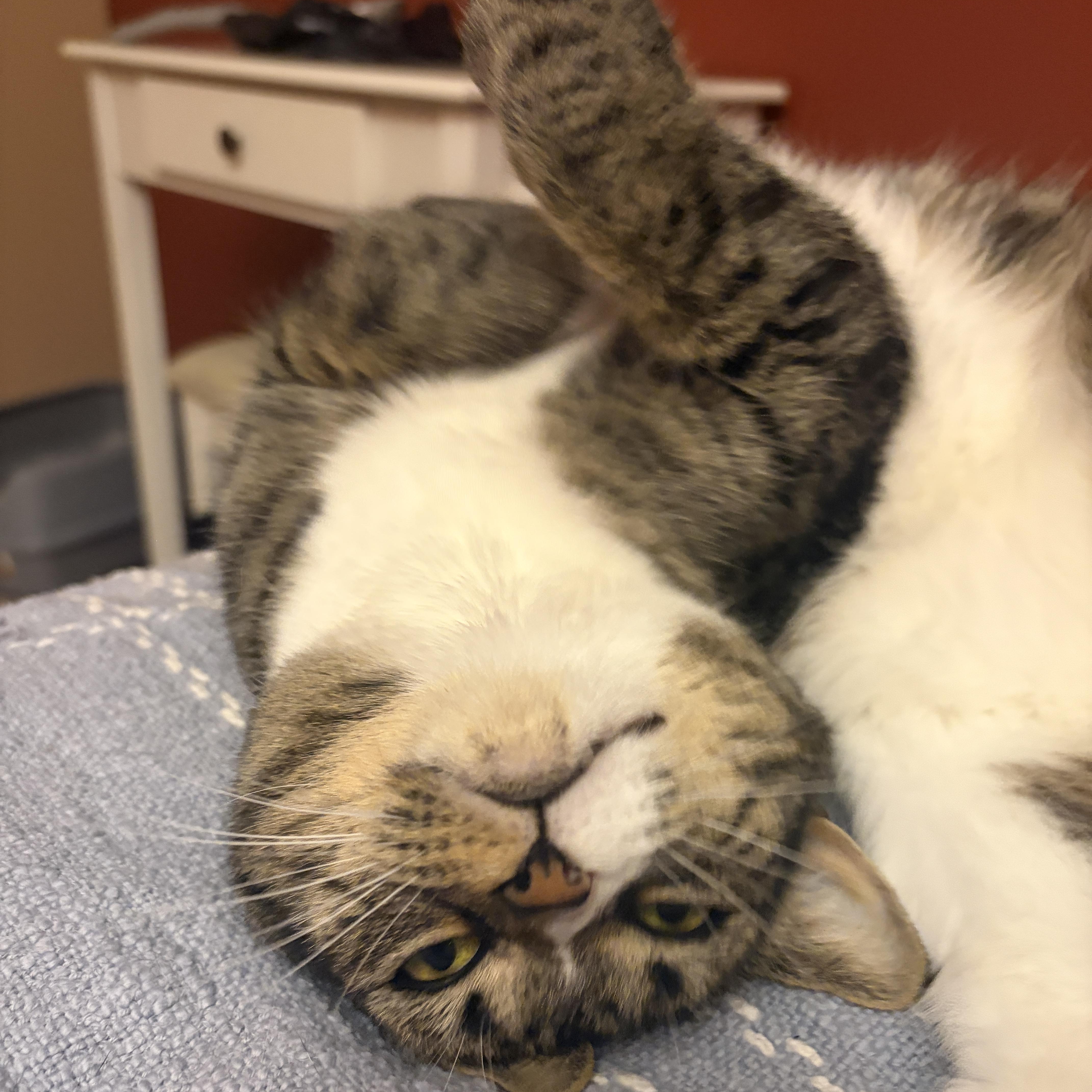 Enlarge Mia, an adopted Domestic Short Hair in Redmond, WA image 1/5