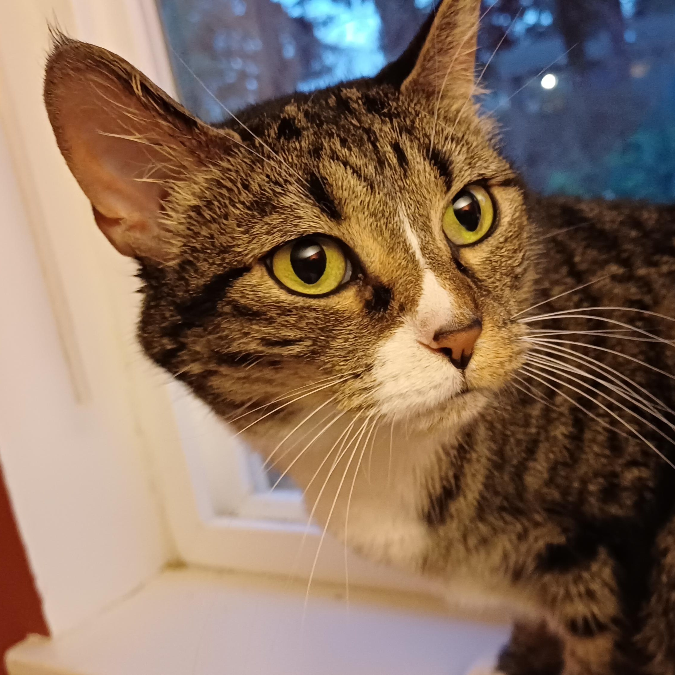 Enlarge Mia, a ADOPTABLE Domestic Short Hair in Renton , WA image 2/6