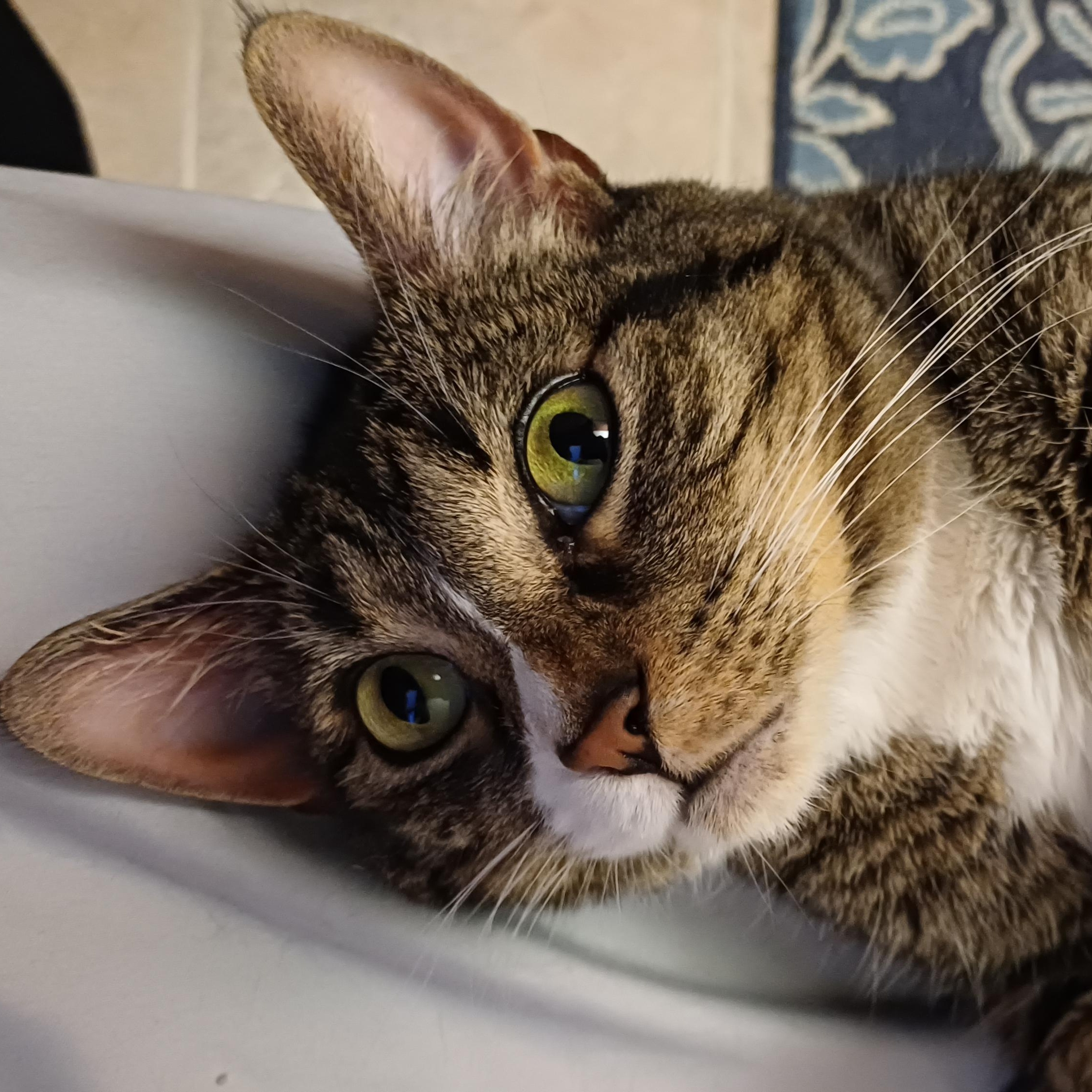 Enlarge Mia, a ADOPTABLE Domestic Short Hair in Renton , WA image 3/6