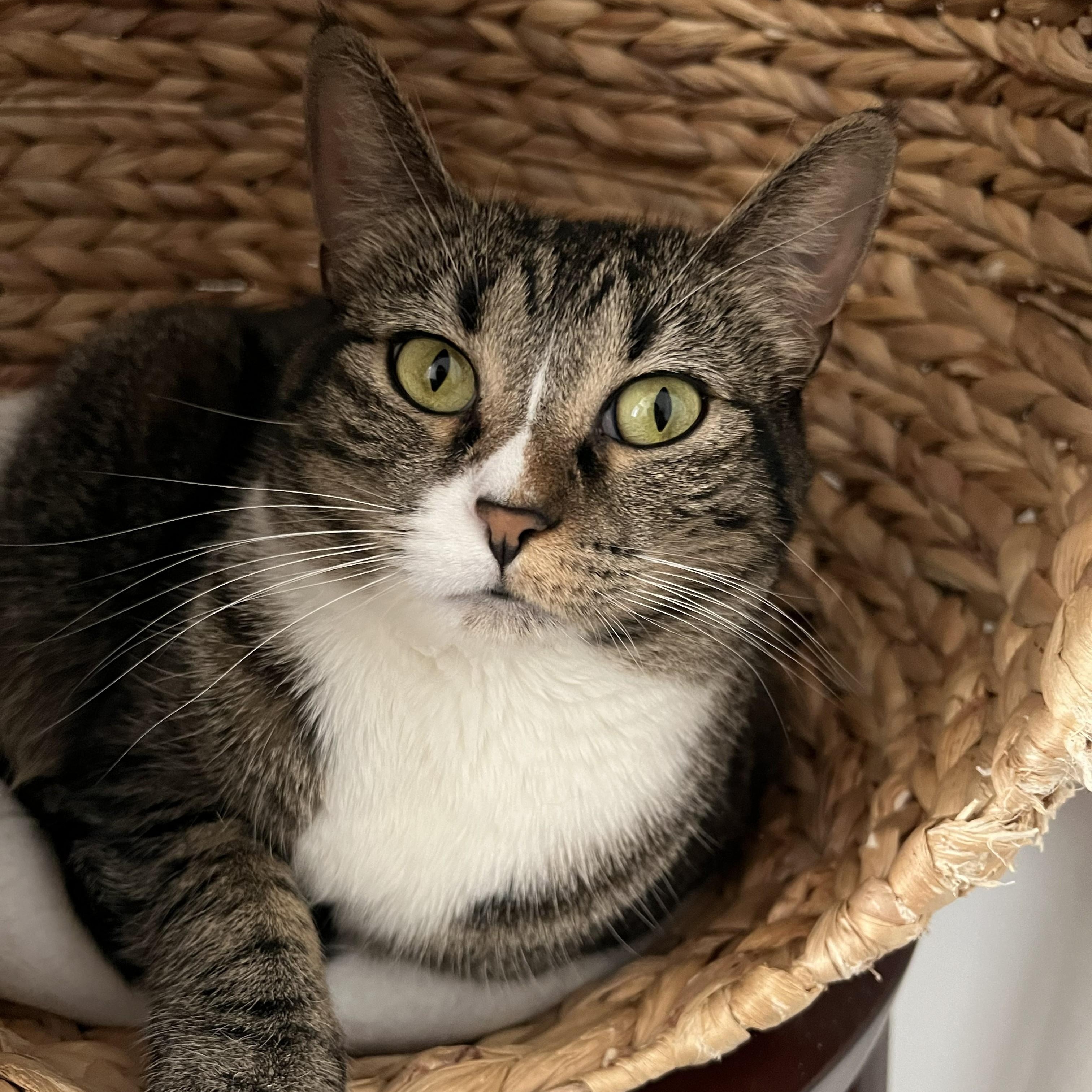 Enlarge Mia, a ADOPTABLE Domestic Short Hair in Renton , WA image 5/6