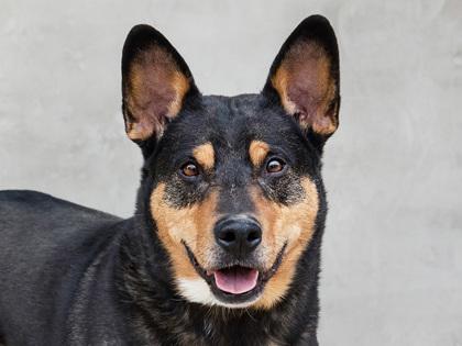 Jonesy, Adoptable, Senior Male Mixed Breed & Mixed Breed.