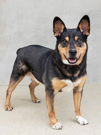 Jonesy, a Adoptable mixed breed in Longmont, CO image 2/3