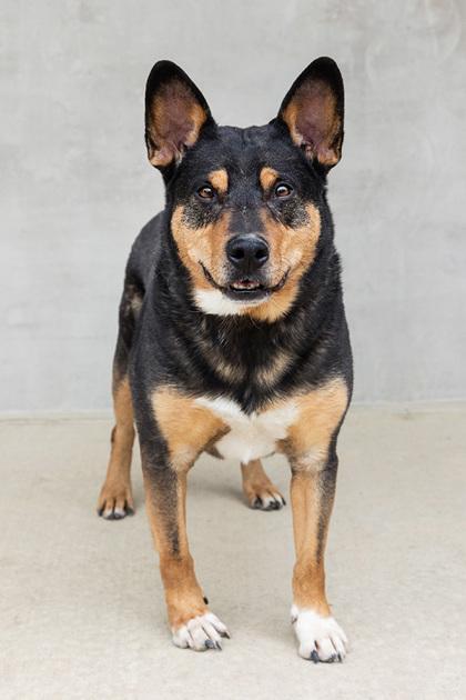 Jonesy, a Adoptable mixed breed in Longmont, CO image 3/3