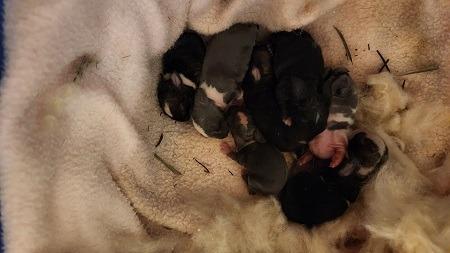 Damari, Adoptable, Young Male Dutch.