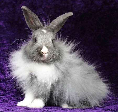 Enlarge Damari, a Adoptable Dutch in Scotts Valley, CA image 3/5