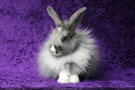 Damari, a Adoptable Dutch in Scotts Valley, CA image 1/5