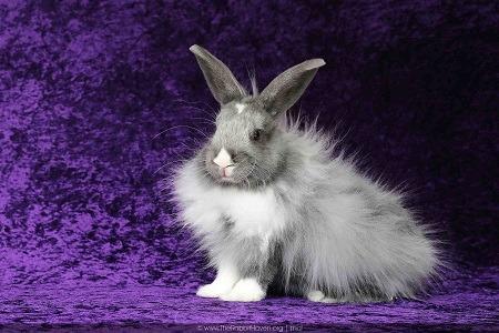 Damari, a Adoptable Dutch in Scotts Valley, CA image 2/5