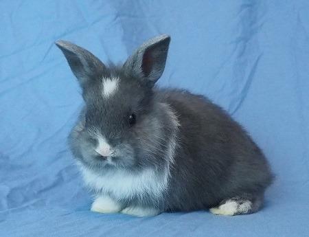 Enlarge Damari, a Adoptable Dutch in Scotts Valley, CA image 5/5