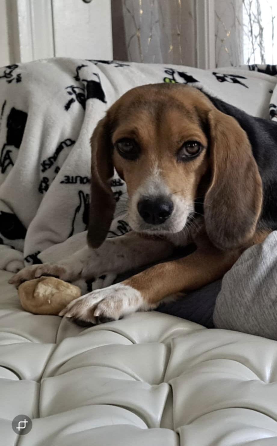 Miss Scarlett, Adopted, Young Female Beagle.