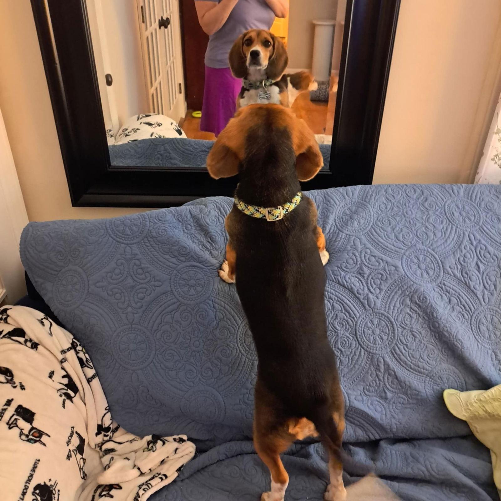 Miss Scarlett, a Adopted Beagle in Clinton, MI image 2/3