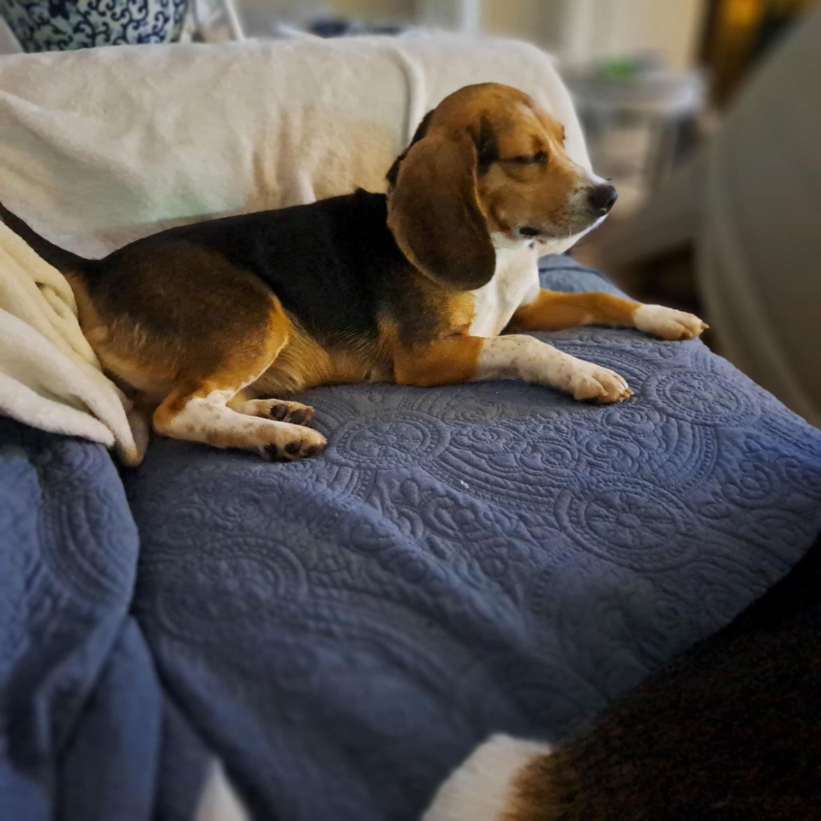 Miss Scarlett, a Adopted Beagle in Clinton, MI image 3/3