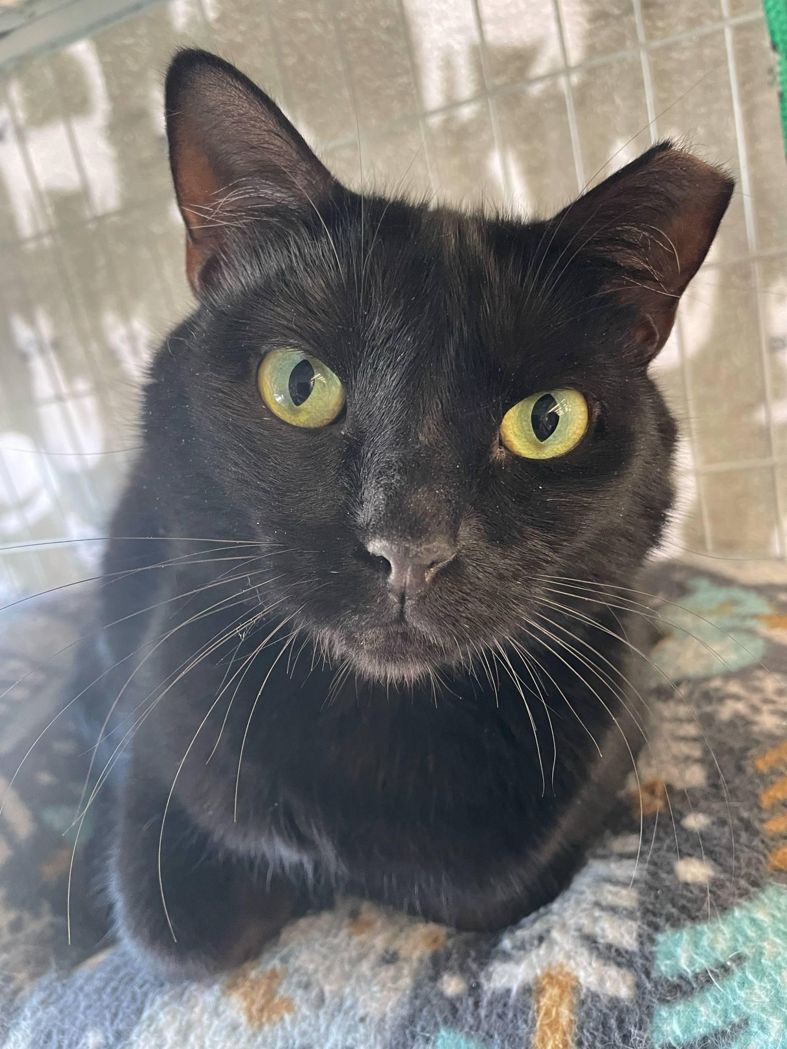 Fonzie
