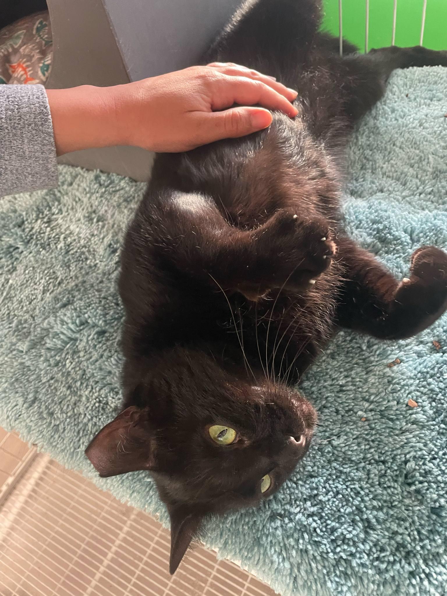 Fonzie