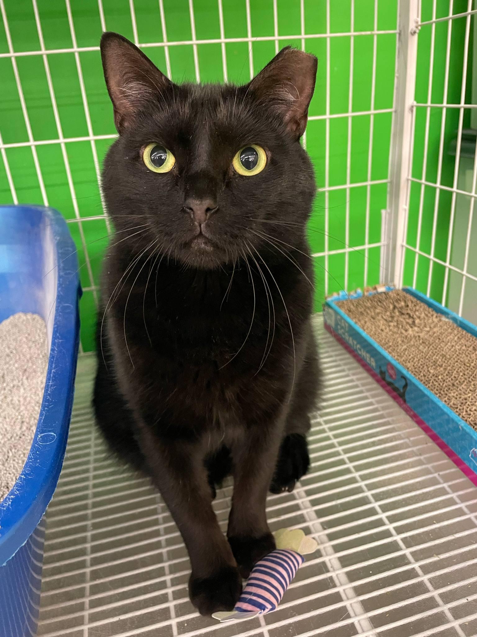 Fonzie