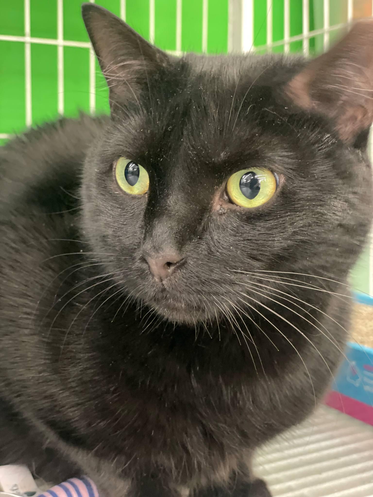 Fonzie