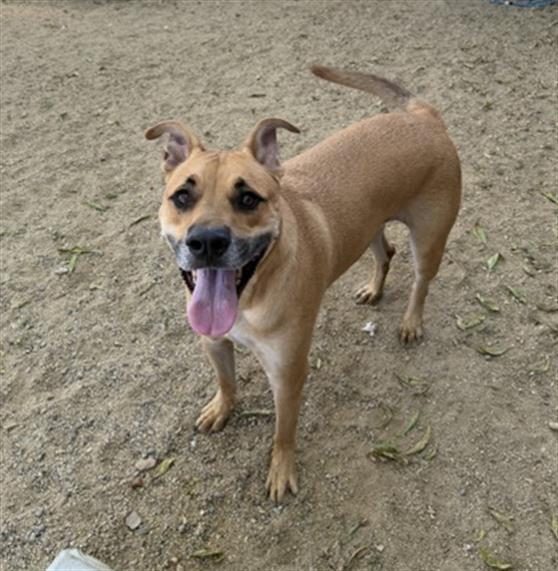 Enlarge ZANDER, a Adoptable mixed breed in Redlands, CA image 1/1