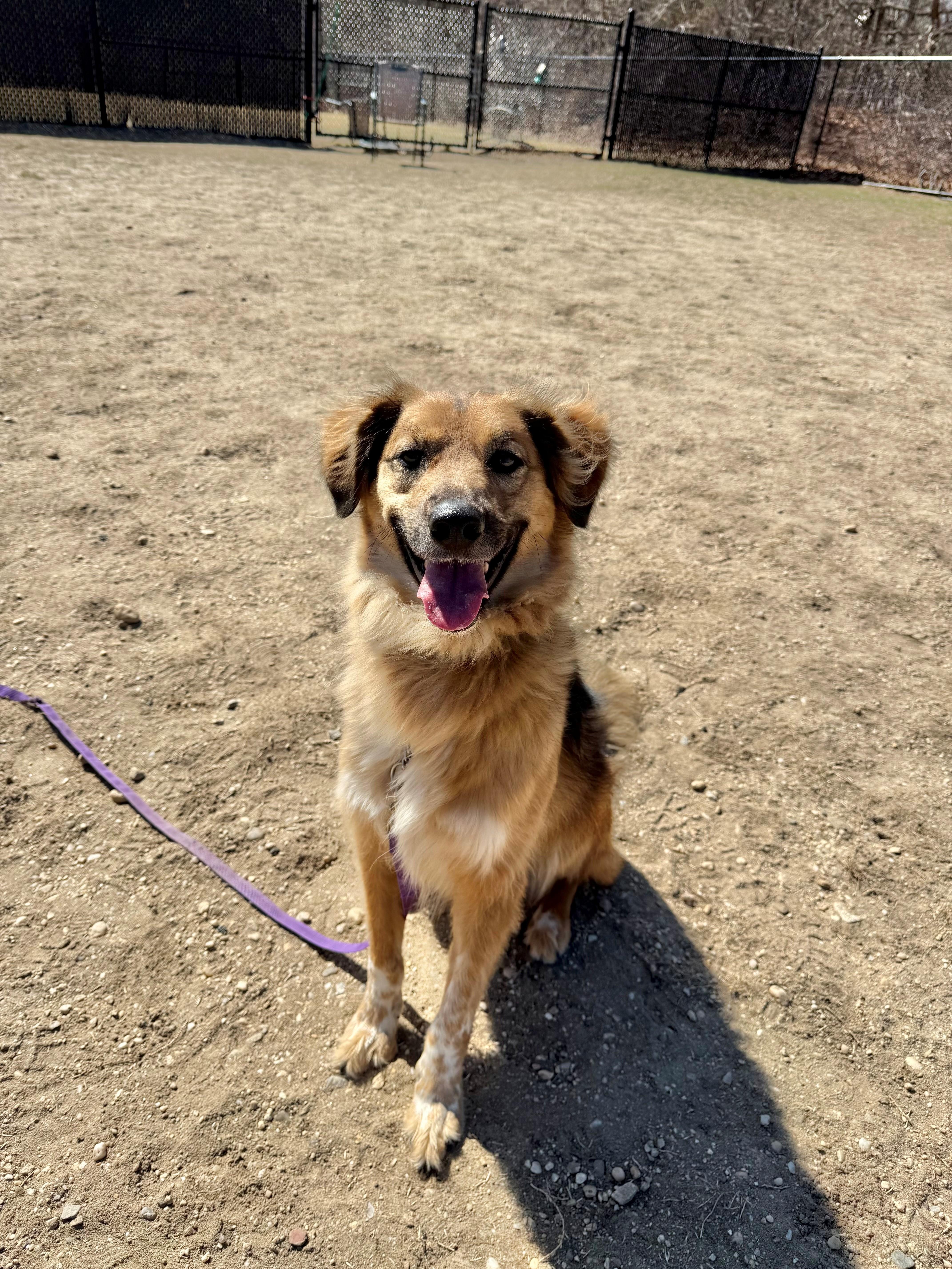 Karl, ADOPTABLE, Adult Male Australian Shepherd.