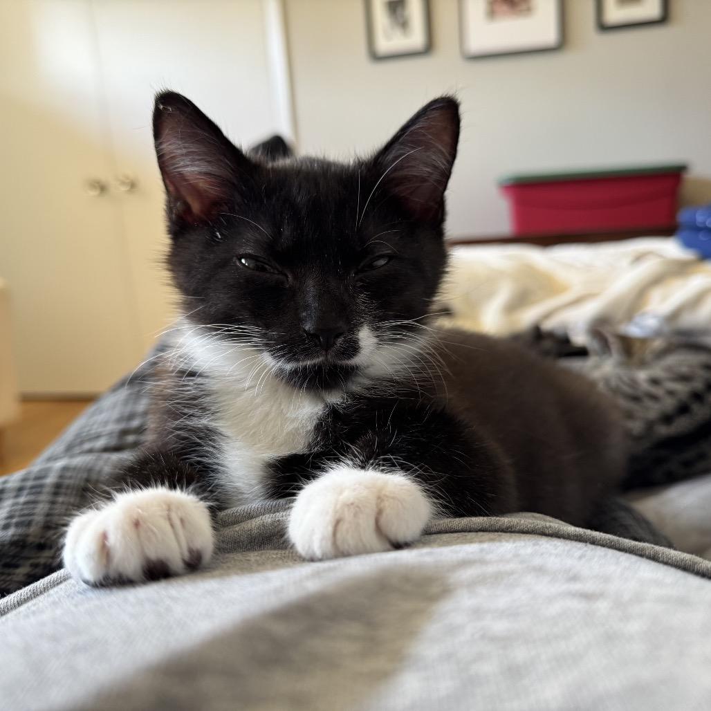 Enlarge Frankie, an adopted Domestic Short Hair in Stokesdale, NC image 1/1