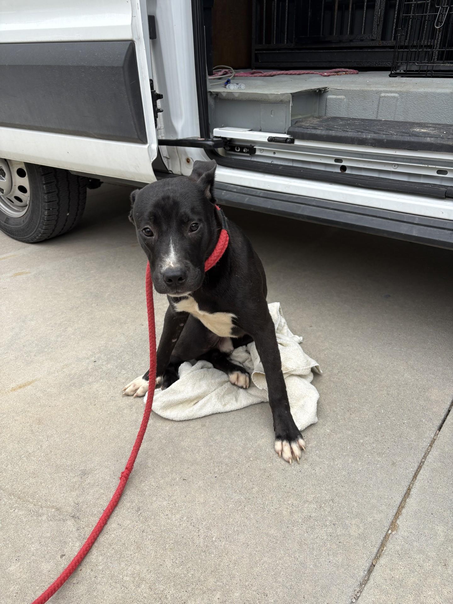 Enlarge 26-0194 "Stormi", a Adoptable mixed breed in Leavenworth, KS image 1/1
