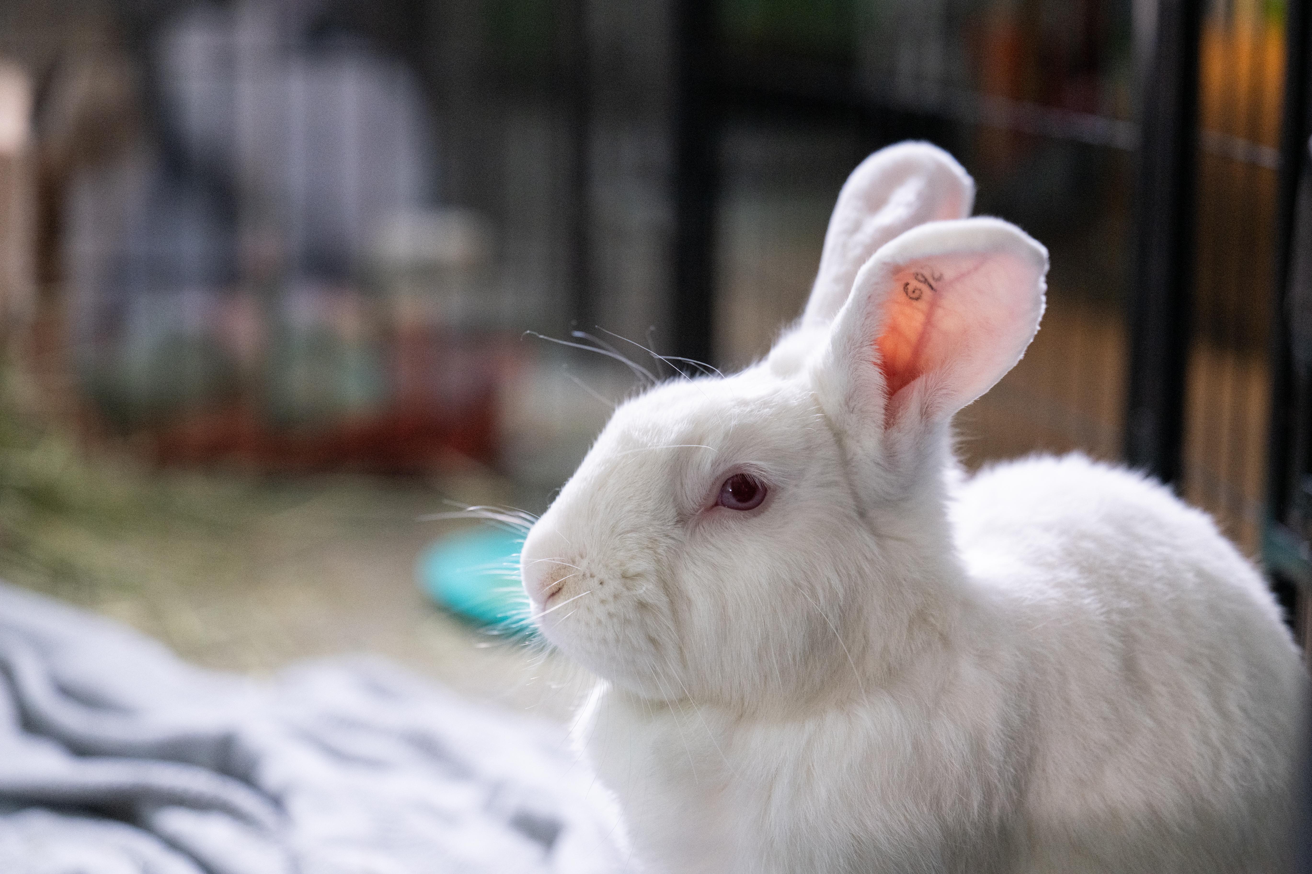 Odin, adopted, Adult Male New Zealand.