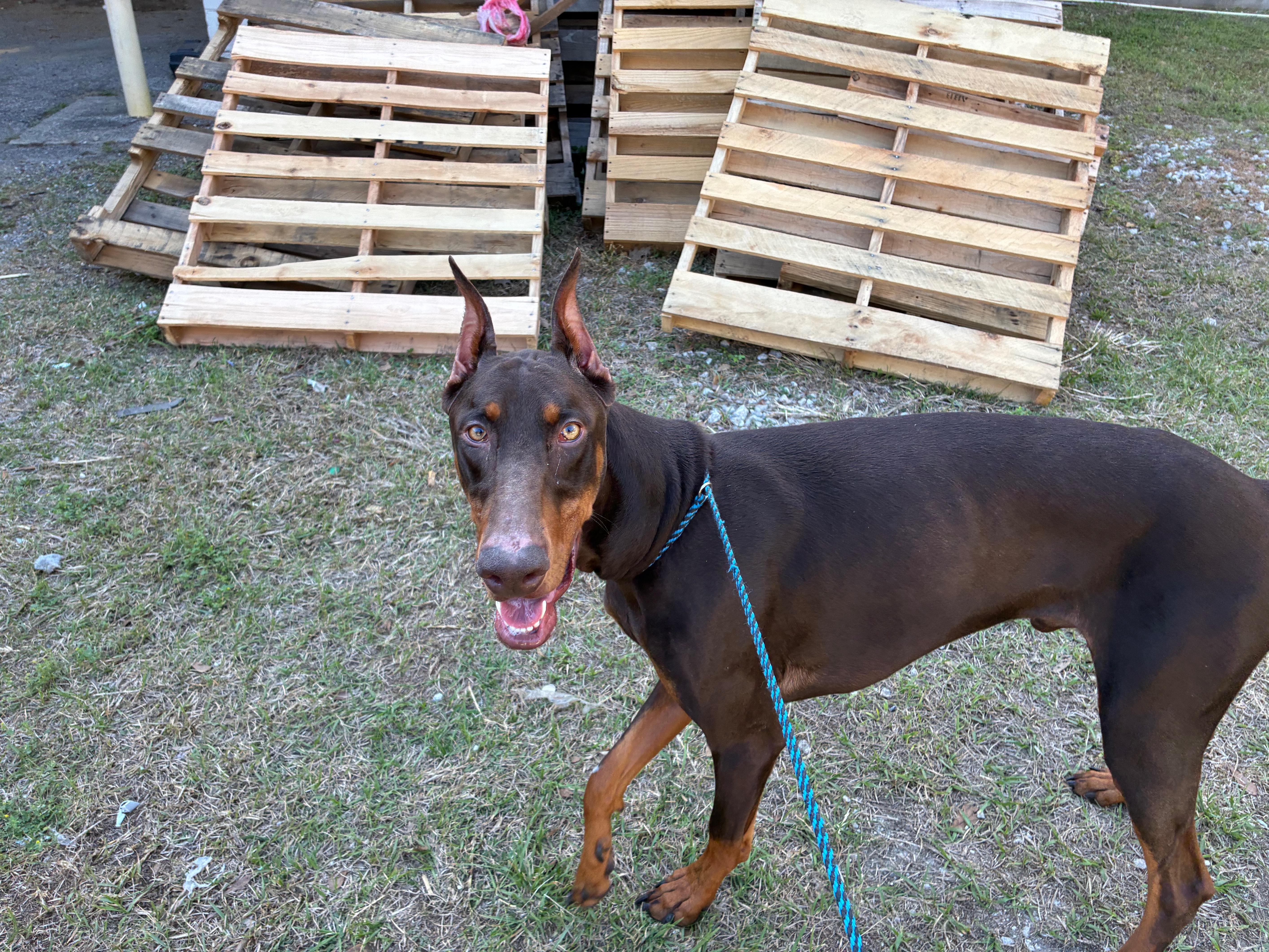 Remi, Adoptable, Young Male Doberman Pinscher.