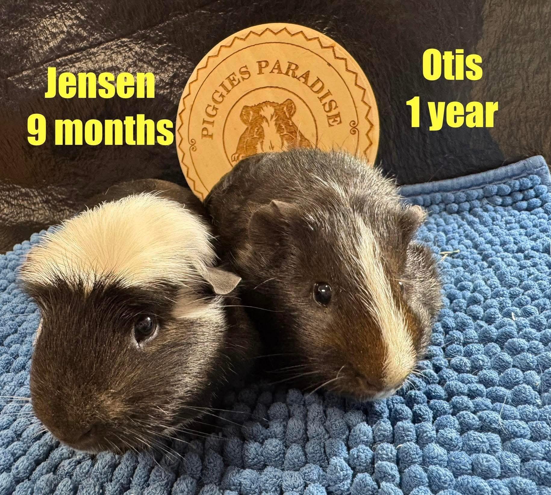 Jensen and Otis, an adoptable Short-Haired in Red Oak, IA_image-1