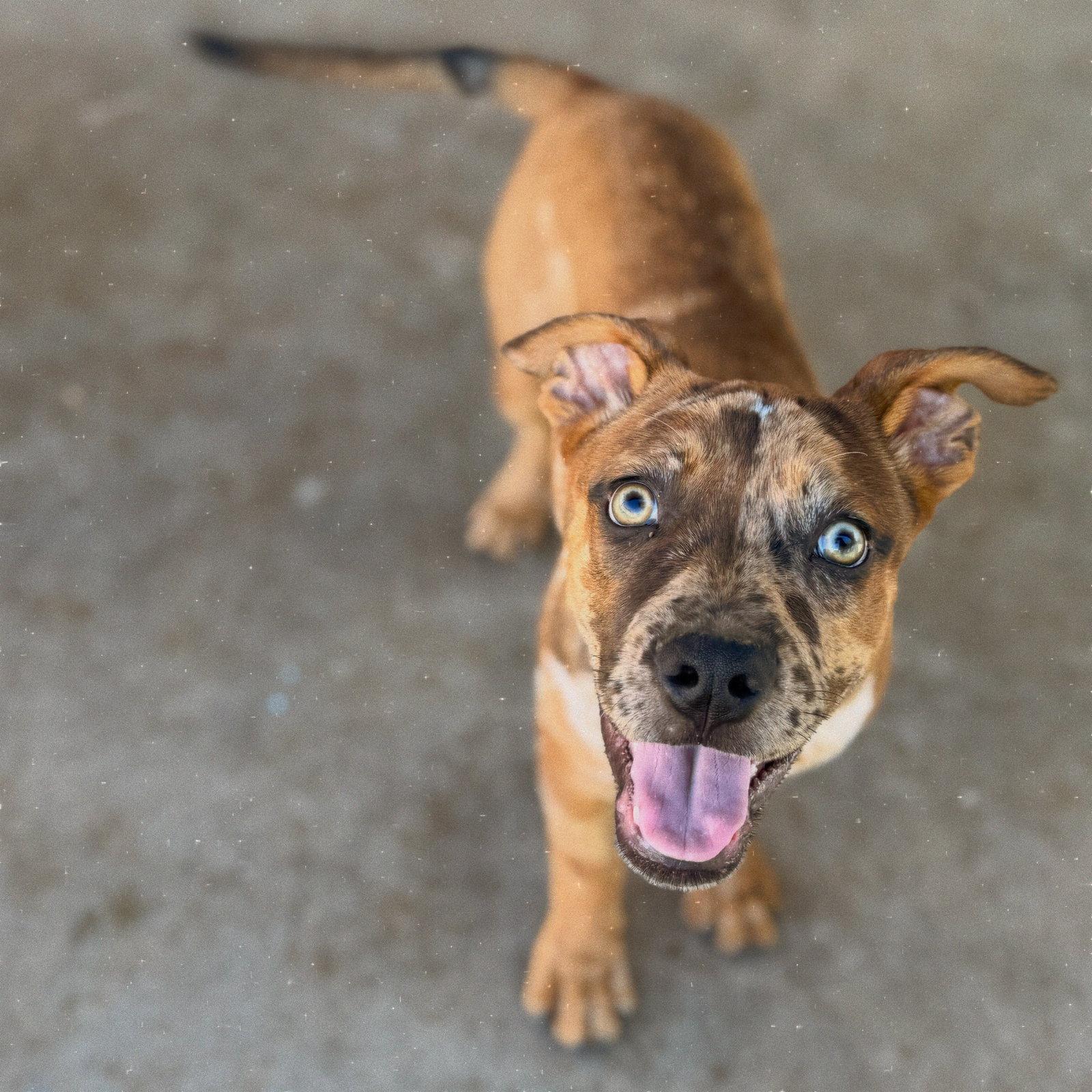 Enlarge Mel, a Adoptable mixed breed in PHOENIX, AZ image 1/1