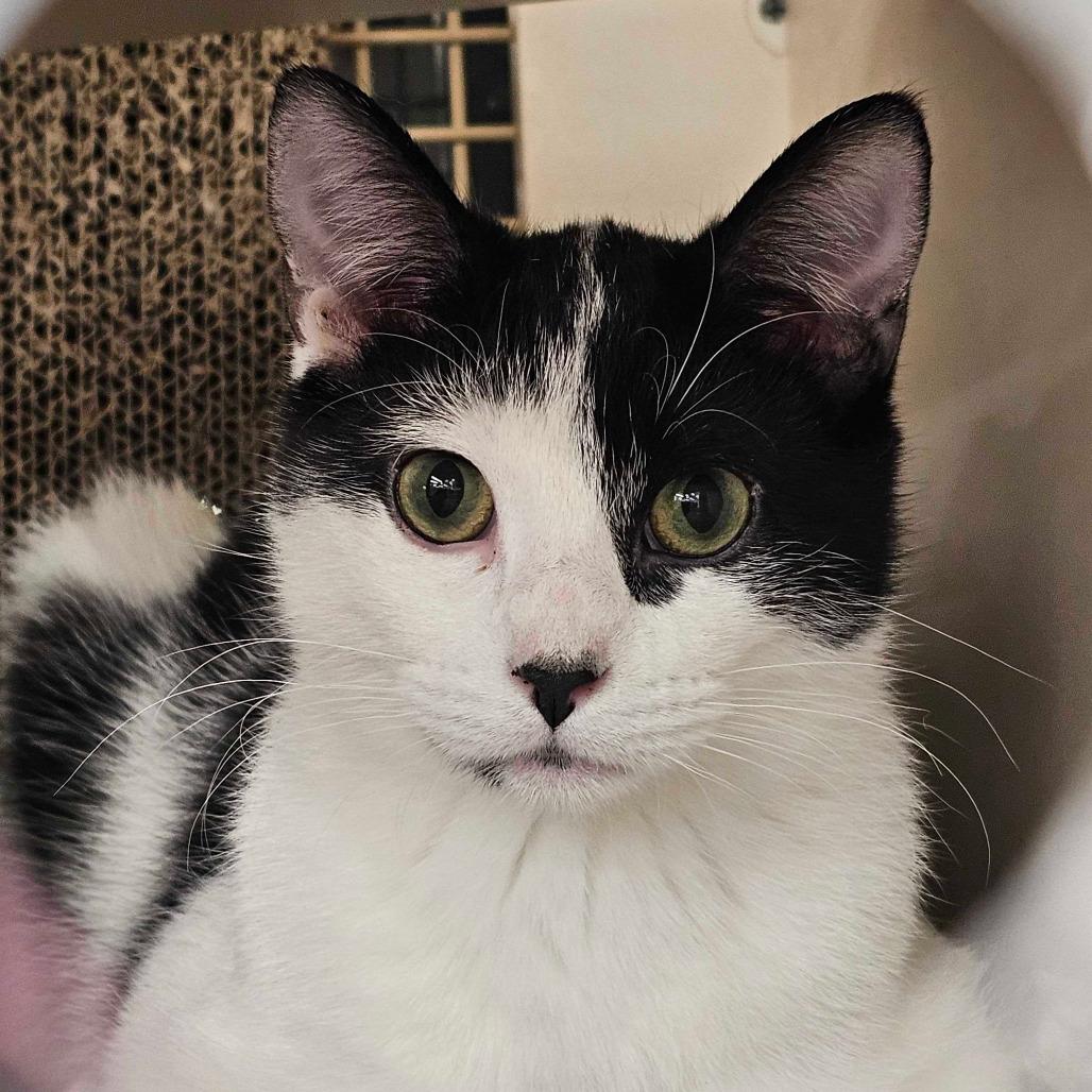 Malcolm, a Adoptable Domestic Short Hair in St. Paul, MN image 1/3