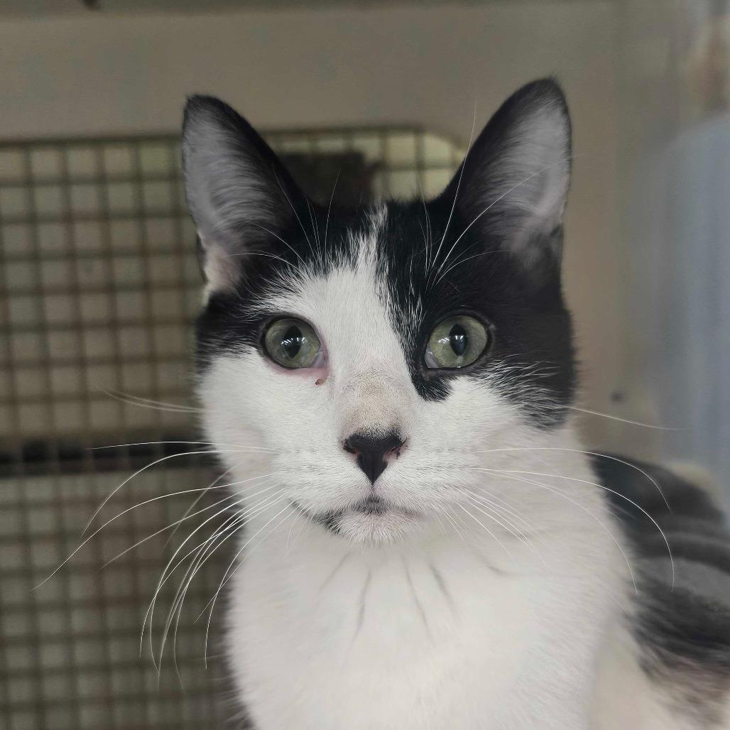 Malcolm, a Adoptable Domestic Short Hair in St. Paul, MN image 2/3