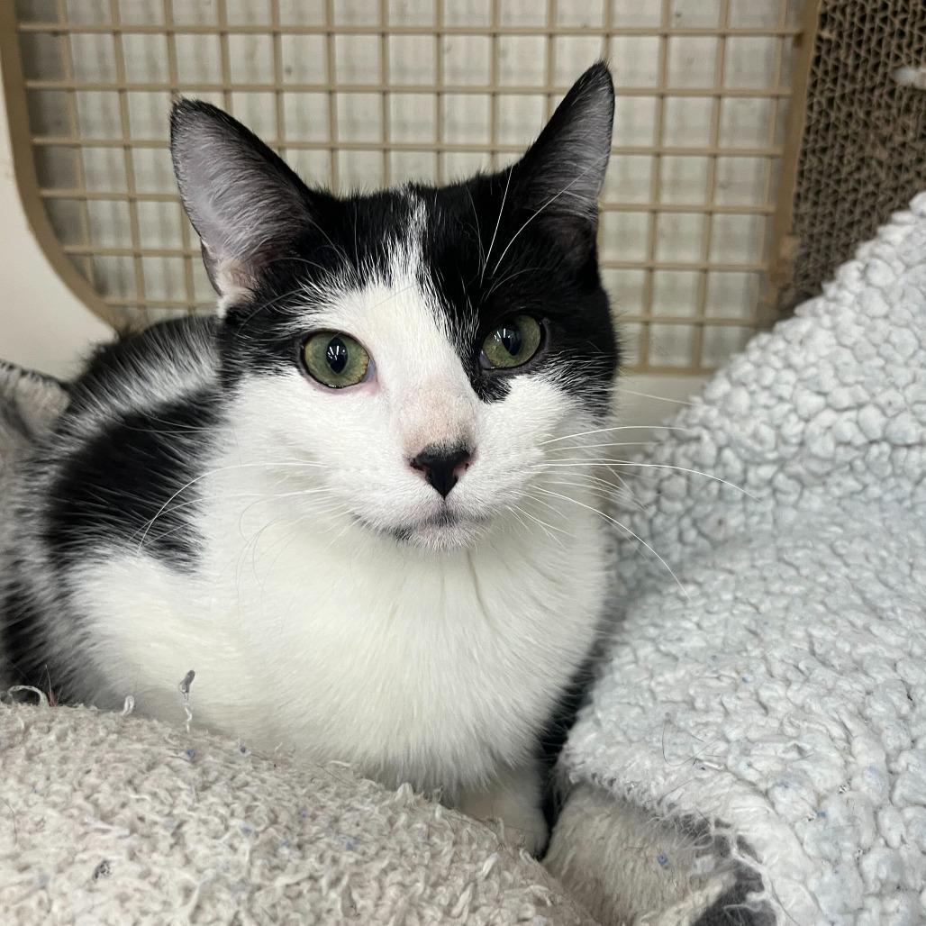 Malcolm, a Adoptable Domestic Short Hair in St. Paul, MN image 3/3