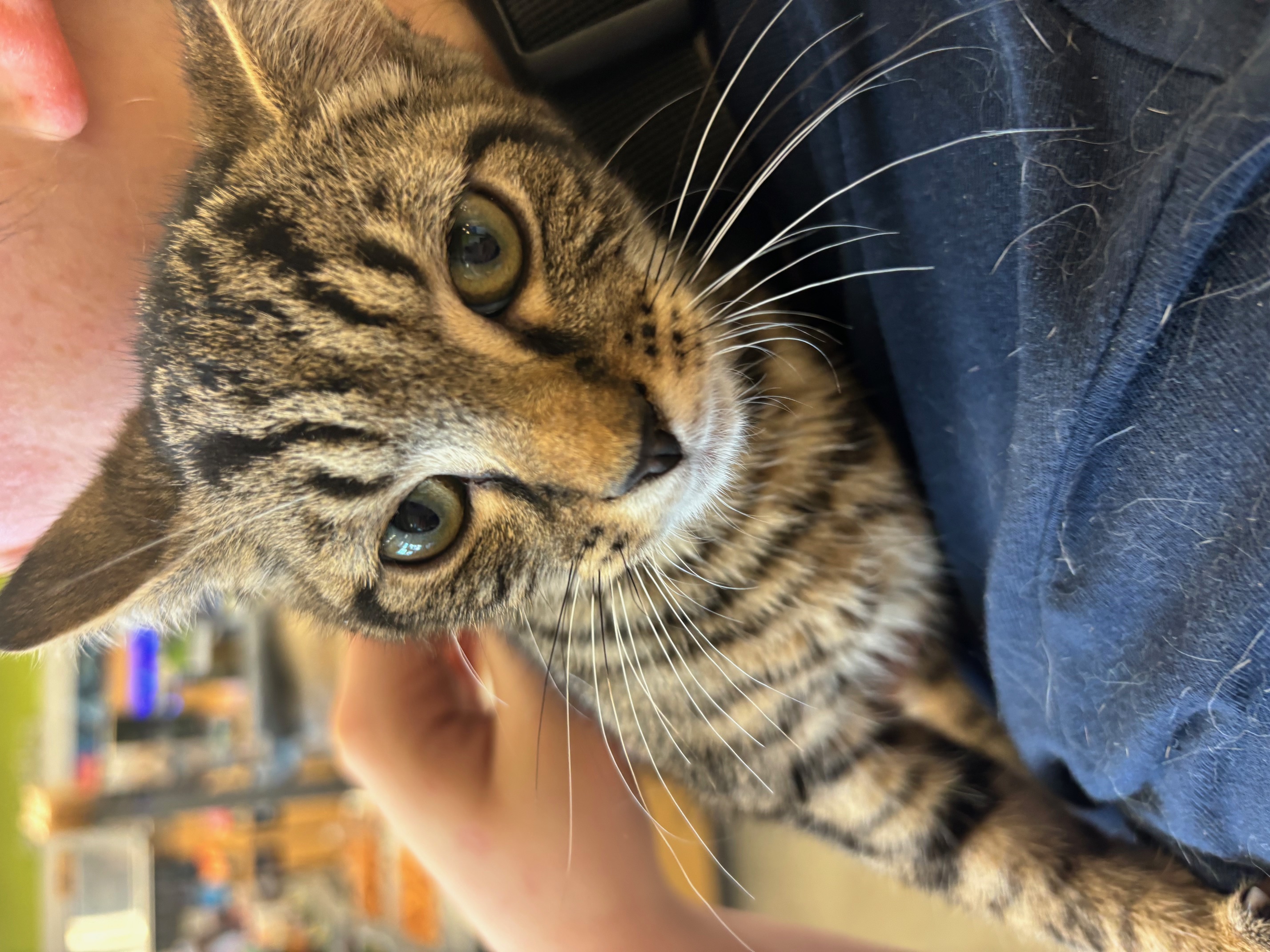 Alfalfa, Adoptable, Kitten Male Domestic Short Hair.