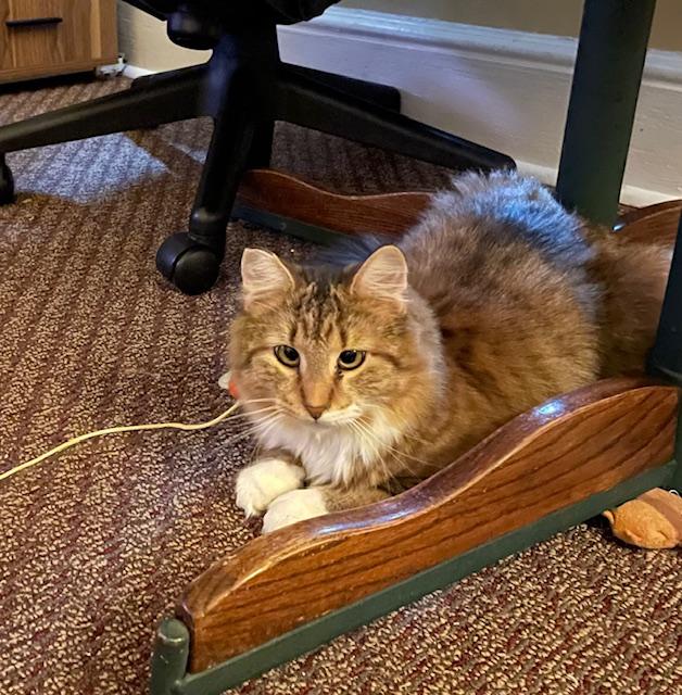 Enlarge Hazel, a ADOPTABLE Domestic Long Hair in Shippensburg, PA image 1/1