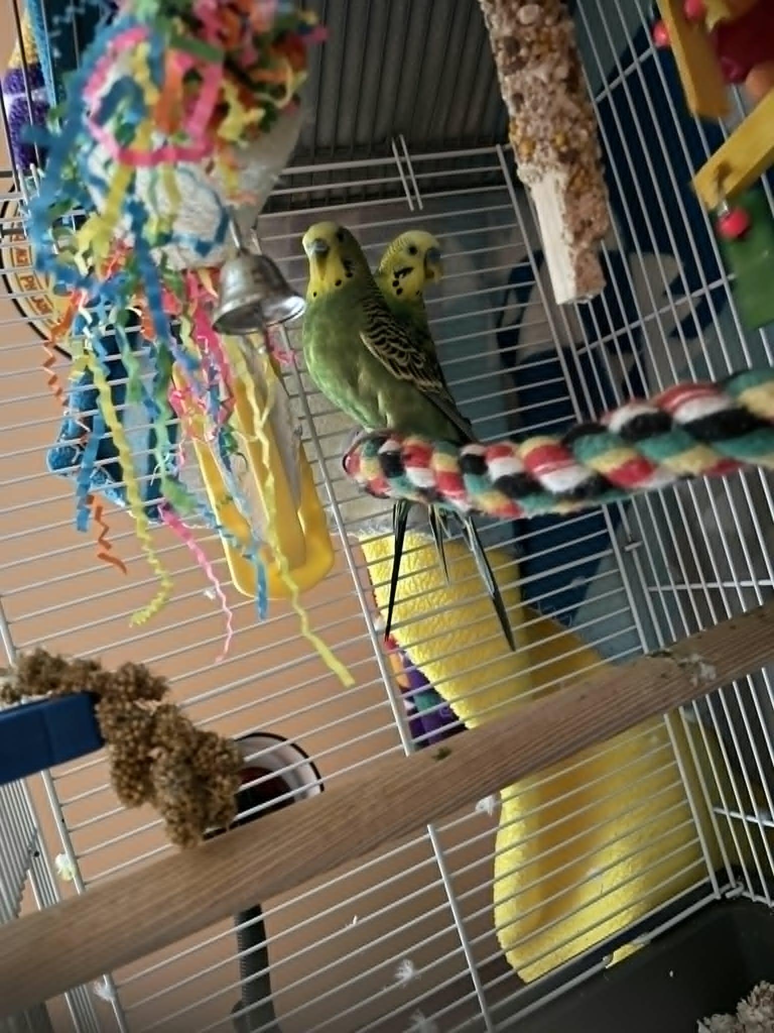 Basil and Nova, Adoptable, Adult Male Parakeet (Other).