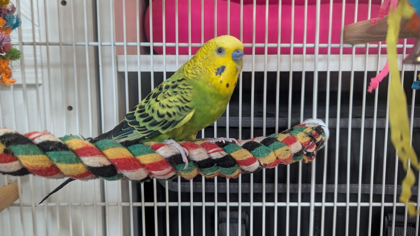 Splish Splash and Sugar Cube, Adoptable, Adult Male Parakeet (Other).