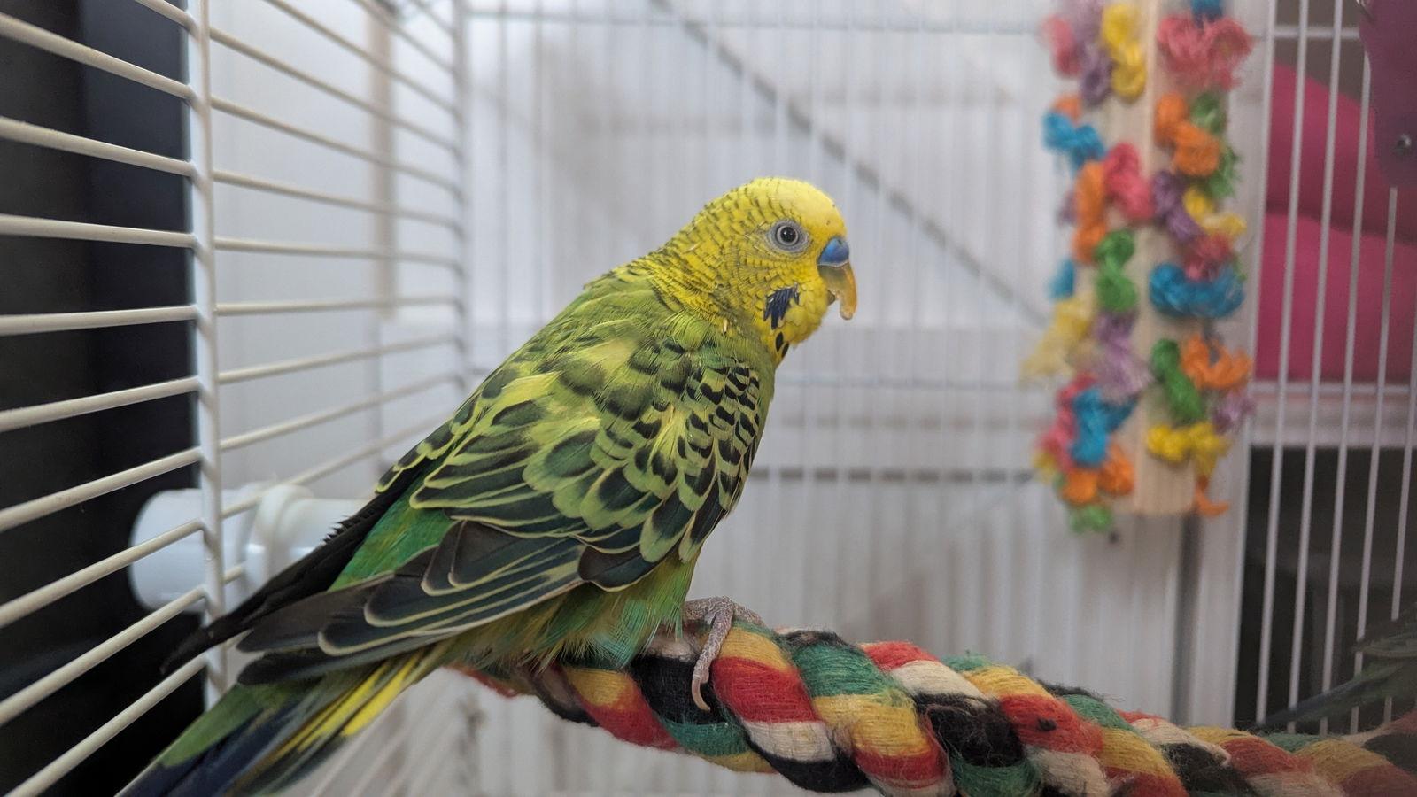 Enlarge Splish Splash and Sugar Cube, a Adoptable Parakeet (Other) in hinckley, IL image 2/2