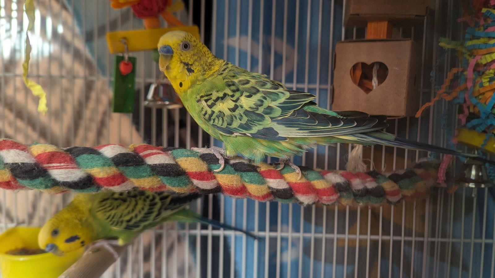 Splish Splash and Sugar Cube, a Adoptable Parakeet (Other) in hinckley, IL image 3/3