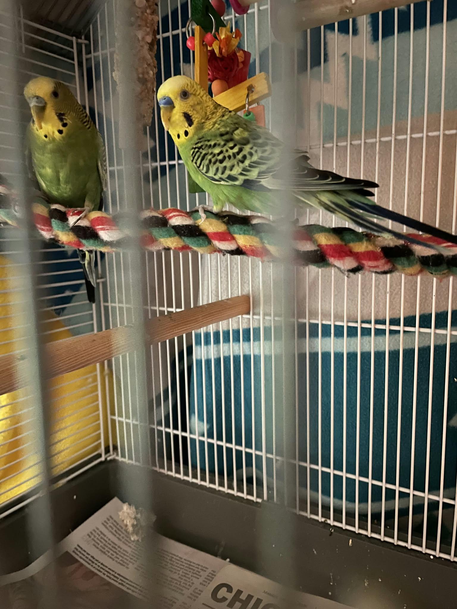 Enlarge Basil and Nova, a Adoptable Parakeet (Other) in hinckley, IL image 3/3