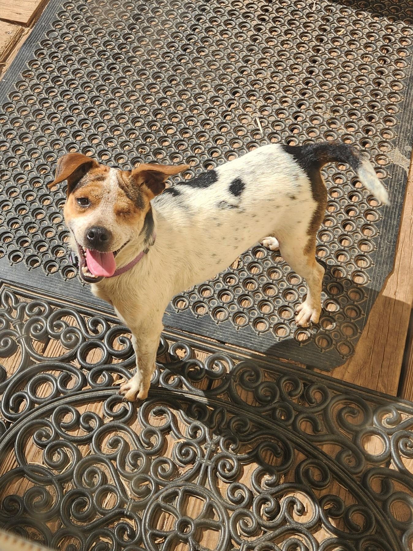 Enlarge FELIX ALISTAIR, a Adoptable mixed breed in Troutman, NC image 2/5