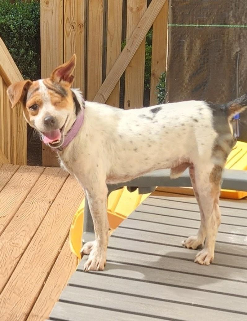 Enlarge FELIX ALISTAIR, a Adoptable mixed breed in Troutman, NC image 4/5