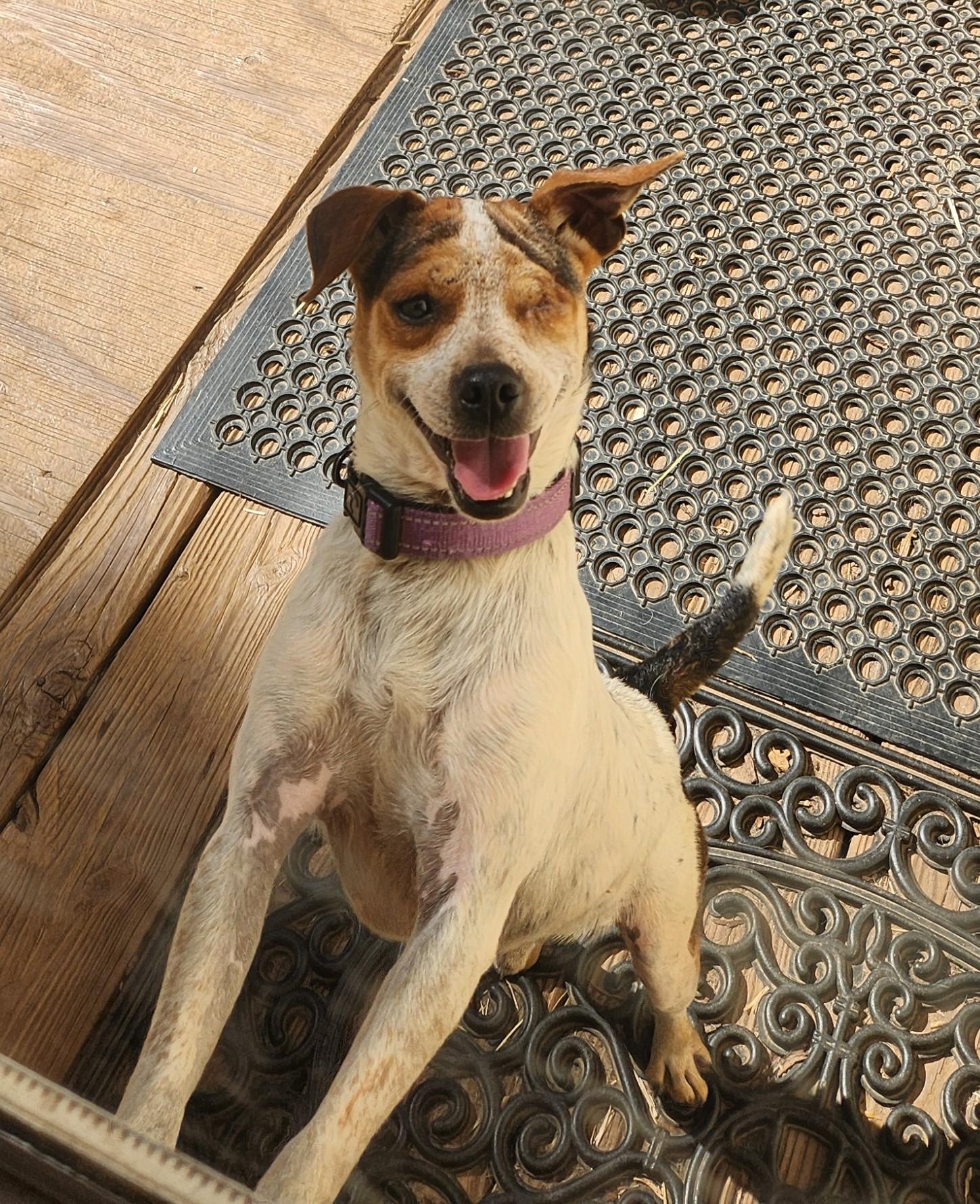 Enlarge FELIX ALISTAIR, a Adoptable mixed breed in Troutman, NC image 3/5